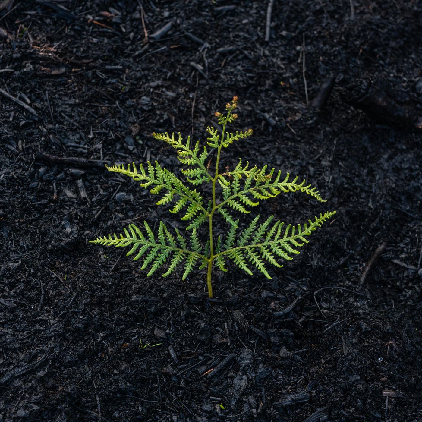 A single small green fern unfurling from dark bare soil