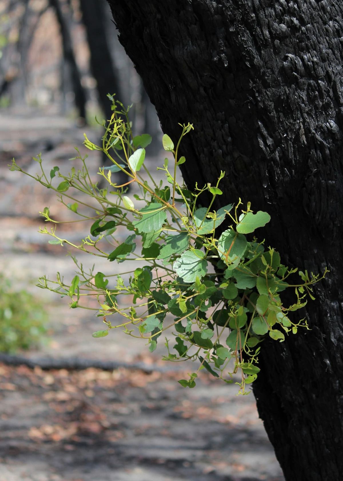 Bright green leaves sprouting from the blackened trunk of a tree after a fire